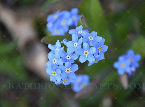 Forget Me Not Flowers Photo