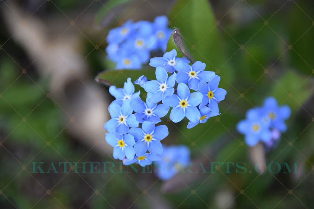 Forget Me Not Flowers Photo