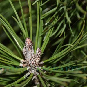 Pine Needles Photo
