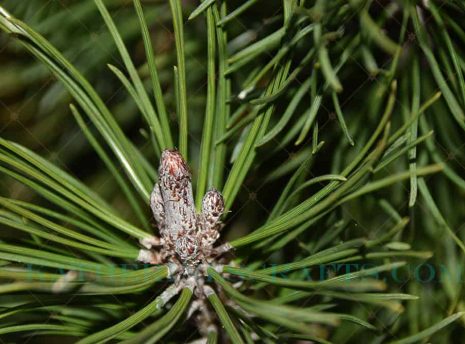 Pine Needles Photo