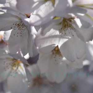 Spring Blossoms Photo