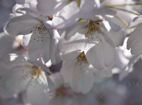 Spring Blossoms Photo
